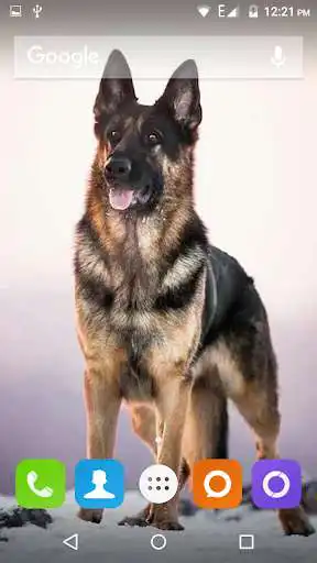 Play German Shepherd Dog Wallpaper Play German Shepherd Dog Wallpaper