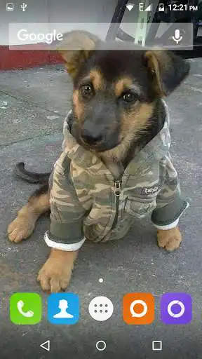 Play German Shepherd Dog Wallpaper Play German Shepherd Dog Wallpaper