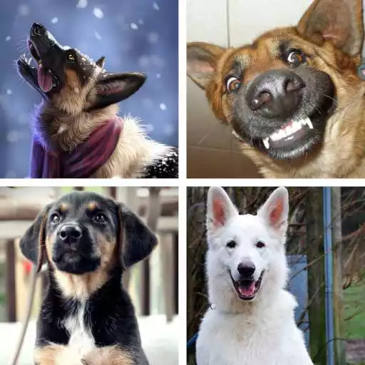 Play German Shepherd HD Wallpapers APK