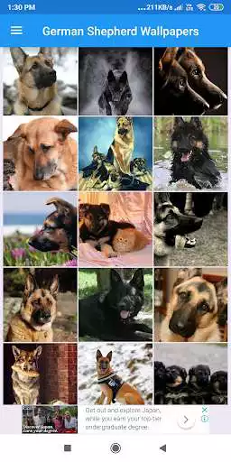 Play German Shepherd HD Wallpapers  and enjoy German Shepherd HD Wallpapers with UptoPlay