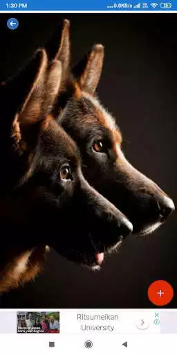 Play German Shepherd HD Wallpapers as an online game German Shepherd HD Wallpapers with UptoPlay