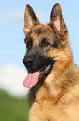 Play German Shepherd Tile Puzzle