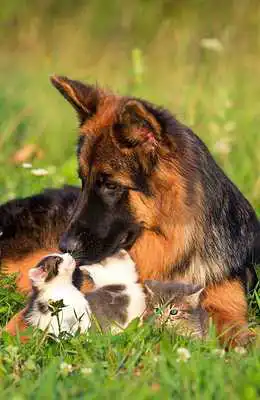 Play German Shepherd Tile Puzzle