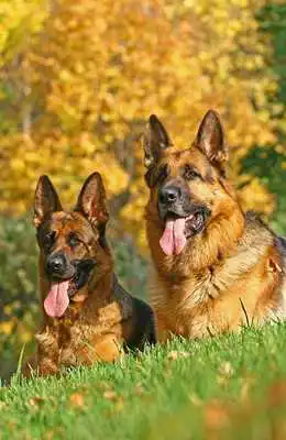 Play German Shepherd Tile Puzzle