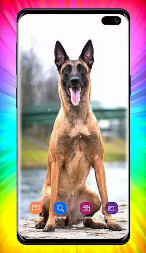 Play German Shepherd Wallpaper