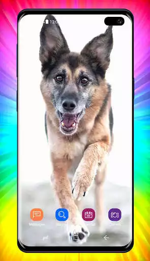Play German Shepherd Wallpaper