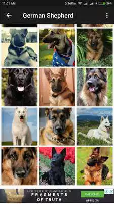 Play German Shepherd Wallpaper