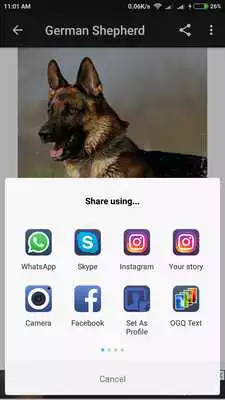 Play German Shepherd Wallpaper