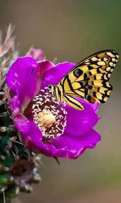 Play Gesture Lock screen and app lock theme butterfly