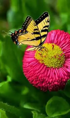 Play Gesture Lock screen and app lock theme butterfly