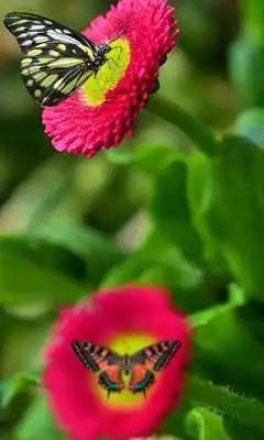 Play Gesture Lock screen and app lock theme butterfly
