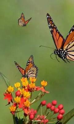 Play Gesture Lock screen and app lock theme butterfly
