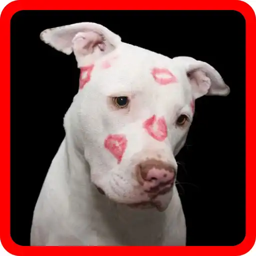 Play Ghiceste Antonimele APK