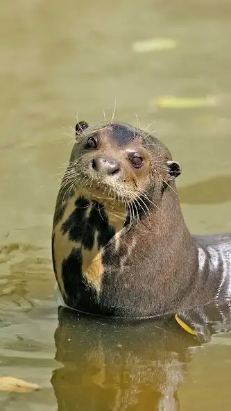 Play Giant Otter Wallpaper  and enjoy Giant Otter Wallpaper with UptoPlay