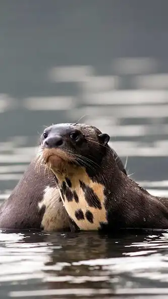 Play Giant Otter Wallpaper as an online game Giant Otter Wallpaper with UptoPlay