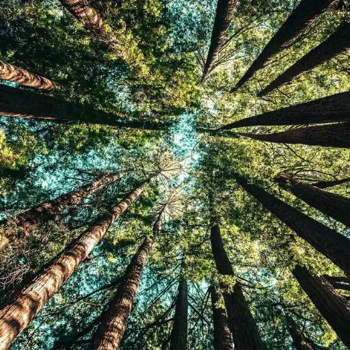 Play Giant Sequoia Wallpapers APK