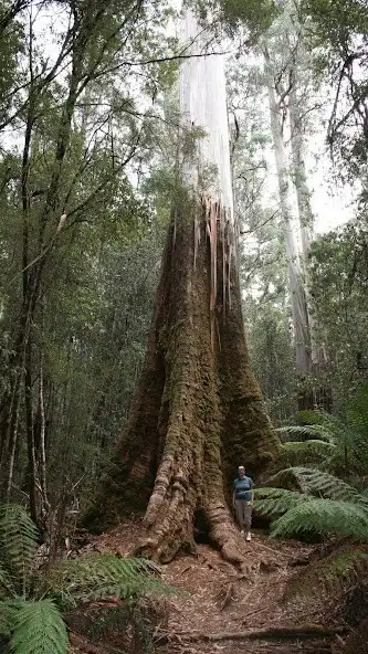 Play Giant Sequoia Wallpapers  and enjoy Giant Sequoia Wallpapers with UptoPlay