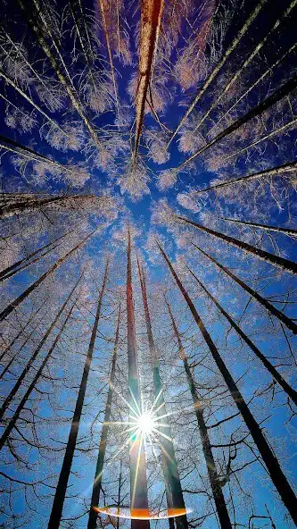 Play Giant Sequoia Wallpapers as an online game Giant Sequoia Wallpapers with UptoPlay