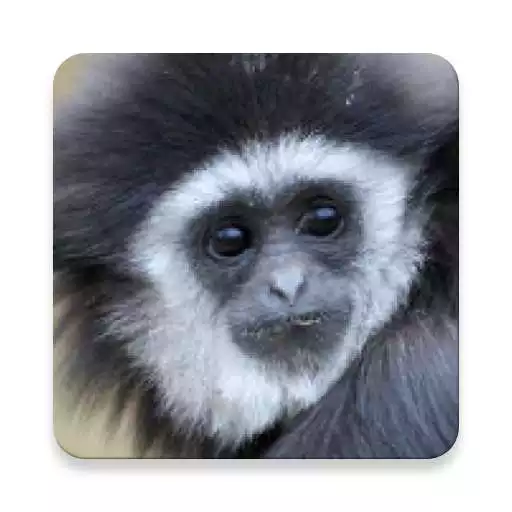 Play Gibbon Monkey Sound Collections ~ Sclip.app APK Play Gibbon Monkey Sound Collections ~ Sclip.app APK