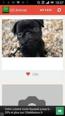 Play Gif Animal