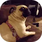 Free play online Gifs For Facebook Comments APK Free play online Gifs For Facebook Comments APK