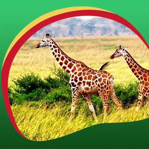 Free play online Giraffe Live Wallpapers  APK