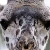 Free play online Giraffe Puzzle APK