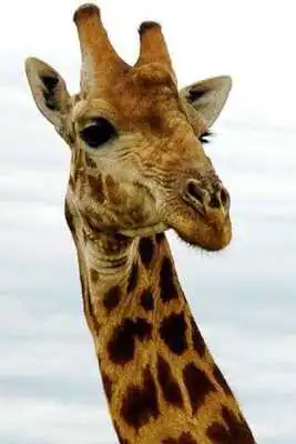Play Giraffe Puzzle