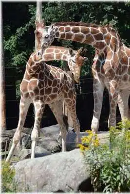 Play Giraffe Puzzle