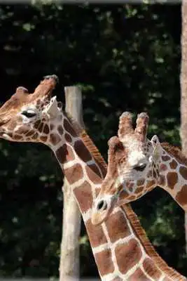 Play Giraffe Puzzle
