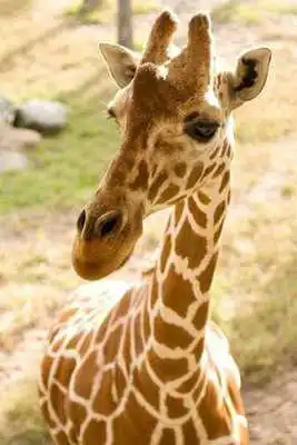 Play Giraffe Puzzle