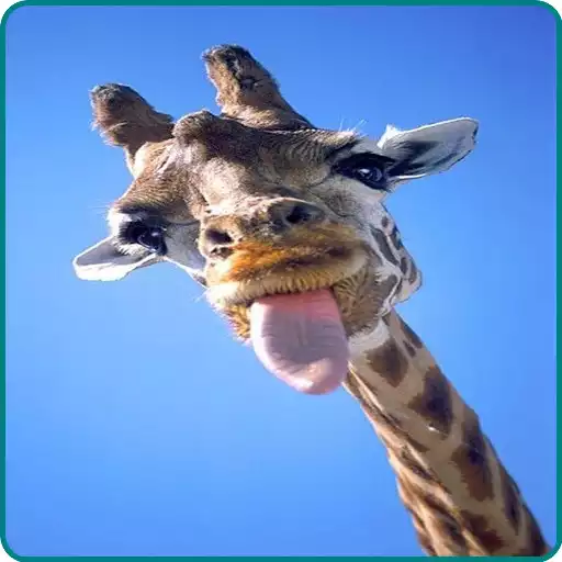 Play Giraffe Wallpaper APK