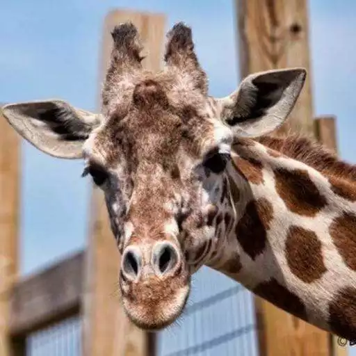 Free play online Giraffe Wallpapers HD APK