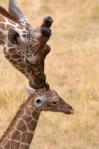 Play Giraffe Wallpapers HD