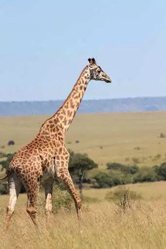 Play Giraffe Wallpapers HD