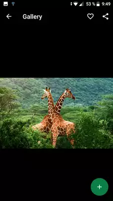 Play Giraffe Wallpapers HD