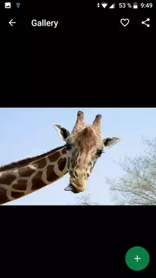 Play Giraffe Wallpapers HD