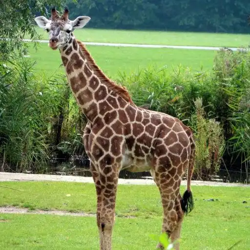 Free play online Giraffe Wallpapers APK