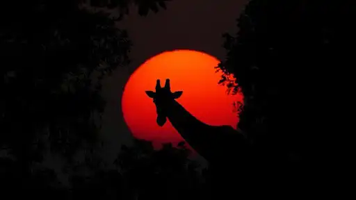 Play Giraffe Wallpapers