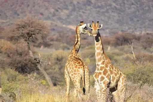 Play Giraffe Wallpapers
