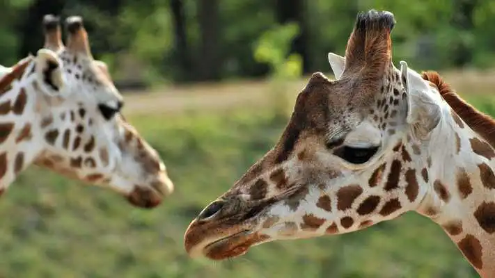 Play Giraffe Wallpapers