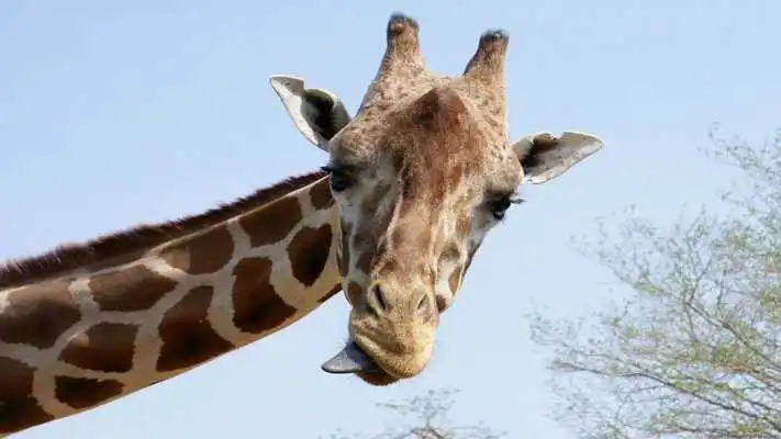 Play Giraffe Wallpapers