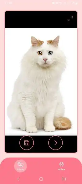 Play Give Me That Cat as an online game Give Me That Cat with UptoPlay