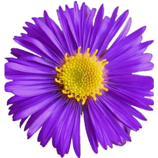 Play Glacier Wildflowers APK Play Glacier Wildflowers APK