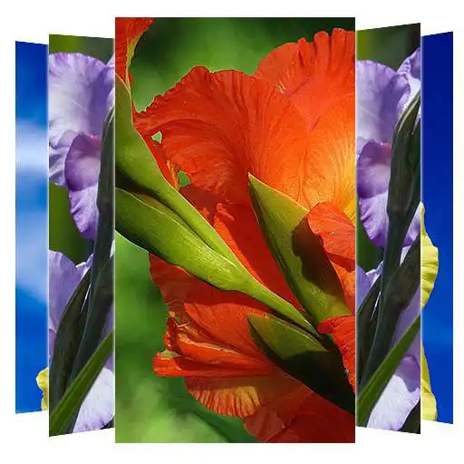 Play Gladiolus Flower Wallpapers APK