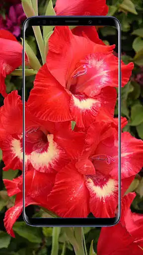 Play Gladiolus Flower Wallpapers  and enjoy Gladiolus Flower Wallpapers with UptoPlay
