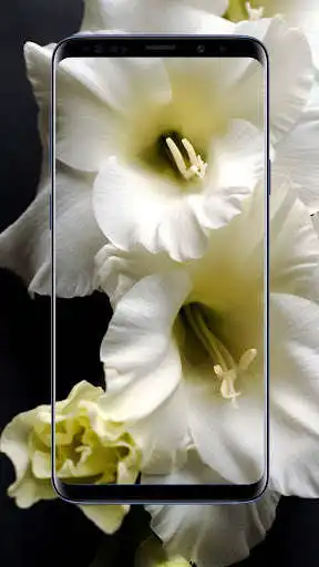 Play Gladiolus Flower Wallpapers as an online game Gladiolus Flower Wallpapers with UptoPlay