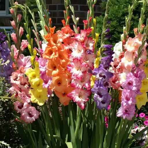 Play Gladiolus Wallpapers APK