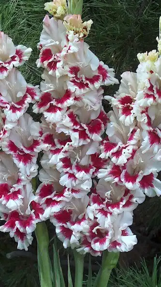 Play Gladiolus Wallpapers  and enjoy Gladiolus Wallpapers with UptoPlay