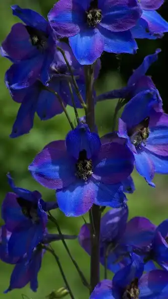 Play Gladiolus Wallpapers as an online game Gladiolus Wallpapers with UptoPlay